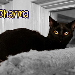 Thumbnail photo of Dharma #4
