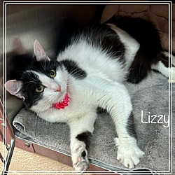 Thumbnail photo of LIZZY (R) #4