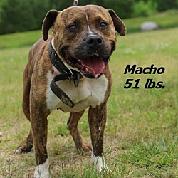 Photo of Macho