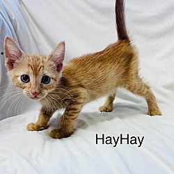 Photo of HayHay
