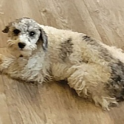 Thumbnail photo of SCHNOODLE #2