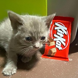 Thumbnail photo of Kit Kat #2