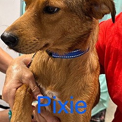 Thumbnail photo of Pixie #3