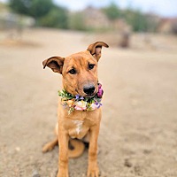 adopt a pet
