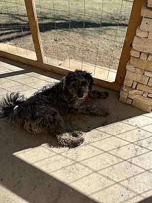 Oneida, TN Poodle (Standard)/Bernese Mountain Dog. Meet Violet a Pet