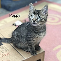 Thumbnail photo of Poppy-no more applications #1