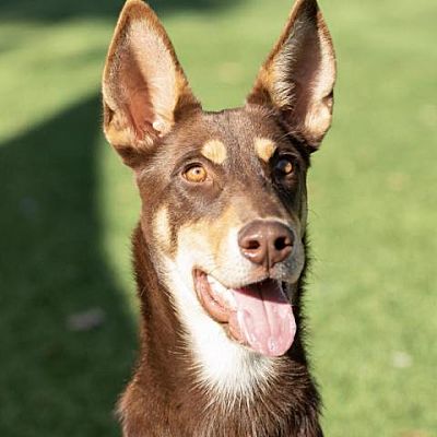 Pleasanton, CA - Australian Kelpie/Doberman Pinscher. Meet Gillis ...