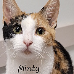 Photo of Minty