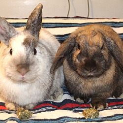 Thumbnail photo of Brownie & Marble #1