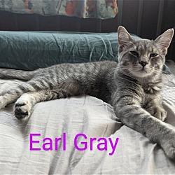 Thumbnail photo of Chai & Earl Grey-Bonded sisters #3