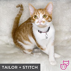 Thumbnail photo of Tailor (bonded with Stitch) #3