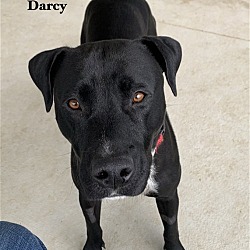 Photo of Darcy