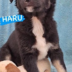 Photo of Haru