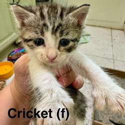 Thumbnail photo of Cricket #2