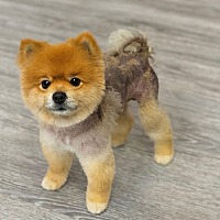 adopt-pet