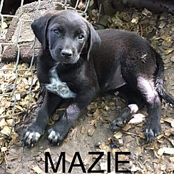Photo of Mazie