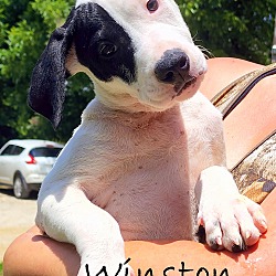 Photo of Winston