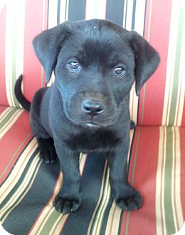 black lab pit puppy