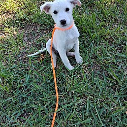 Photo of Coco (TX)