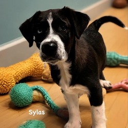 Photo of Sylas