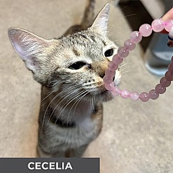 Thumbnail photo of Cecelia #3