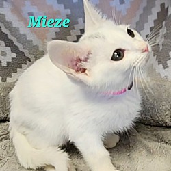 Thumbnail photo of Mieze #2