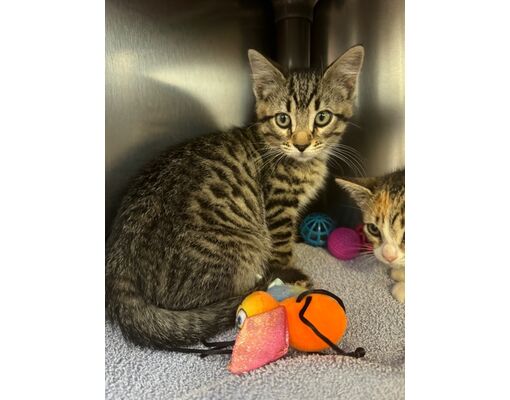 Willmar, Mn - Domestic Shorthair Mixed Breed (medium). Meet Fidget A 