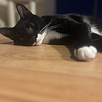 adopt a pet