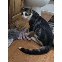 adopt-pet
