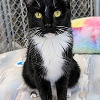 adopt-pet