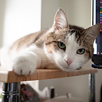 adopt a pet