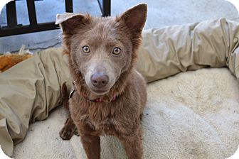 Los Angeles, CA - Australian Shepherd. Meet Bear a Dog for Adoption.