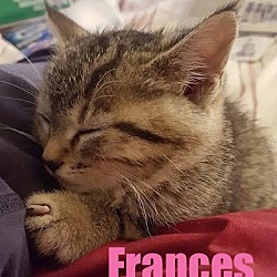 Thumbnail photo of Frances - Adopted Dec 2015 #2