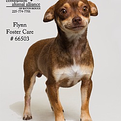 Thumbnail photo of Flynn  (Foster) #2