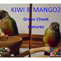 Thumbnail photo of Kiwi Mango2Green Chek Conures #2