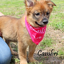 Thumbnail photo of Cambri~adopted! #3