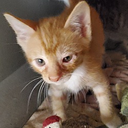 Thumbnail photo of Orange tabby kittens #4