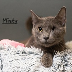 Photo of Misty #lap-kitty