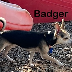 Photo of Badger