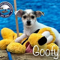 Thumbnail photo of Goofy #1