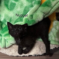 Thumbnail photo of Nugget #1