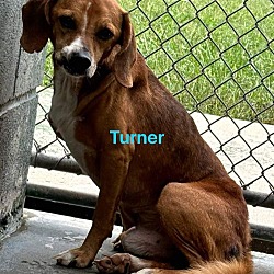 Thumbnail photo of Turner: At the shelter #4