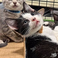 adopt a pet