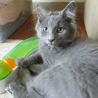 adopt a pet