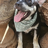 adopt a pet