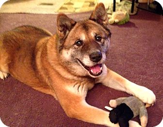 Toms River Nj Akita Meet Sweet Sasha A Pet For Adoption