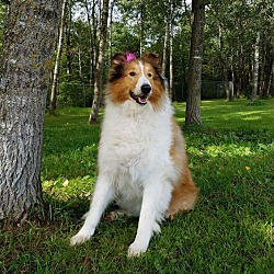 Thumbnail photo of Louise aka Lassie #1