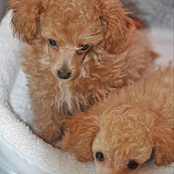 Thumbnail photo of LILLY'S PUPPIES #4