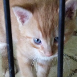 Thumbnail photo of 4 Kittens Need Foster Home #1