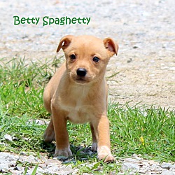 Thumbnail photo of Betty Spaghetty~adopted! #4